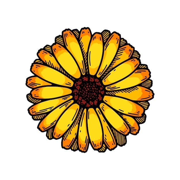 Hand drawn calendula flowering plant isolated on white background Vector illustration