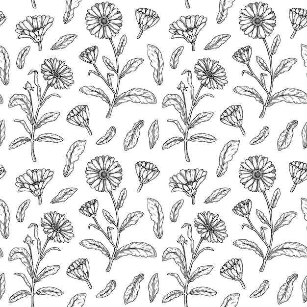 Hand drawn calendula seamless pattern Medicinal plant botany design Vector illustration