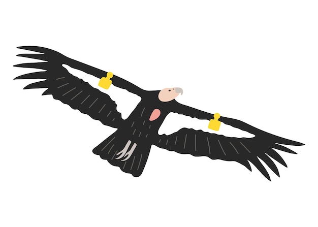 Vector hand drawn california condor an endangered bird species cartoon illustration