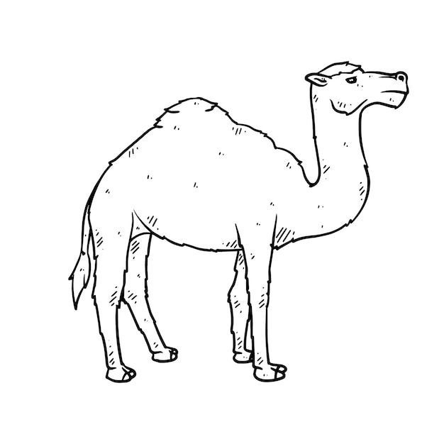 Hand drawn camel in doodle style sketch