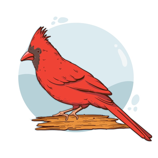 Hand drawn cardinal bird illustration