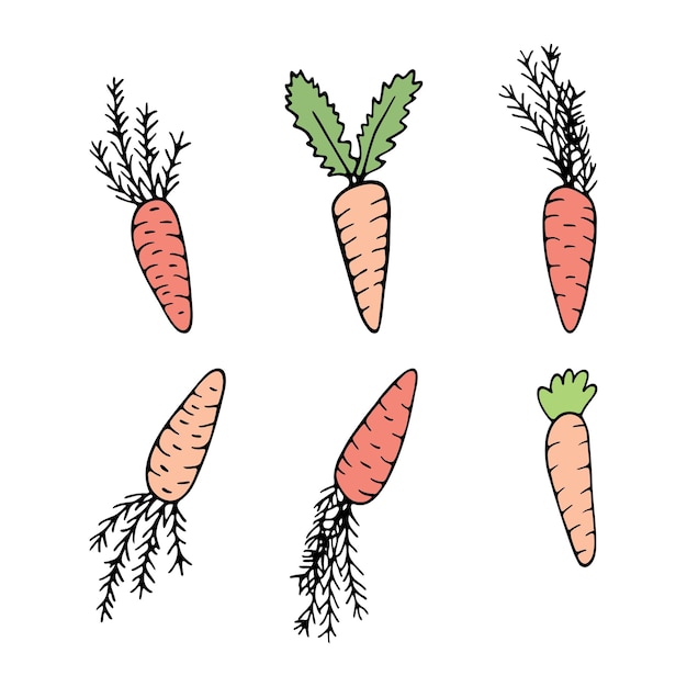 Hand drawn carrot doodle for summer and spring design