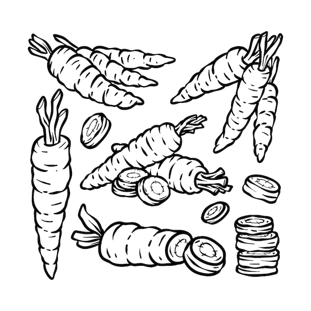 Hand drawn carrot outline illustration