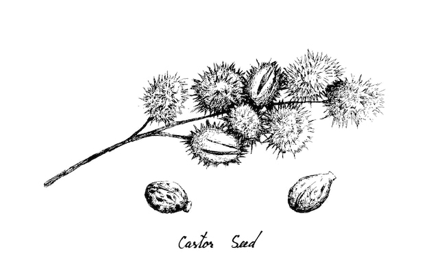 Hand Drawn of Castor Beans