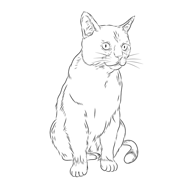 Hand drawn cat outline illustration