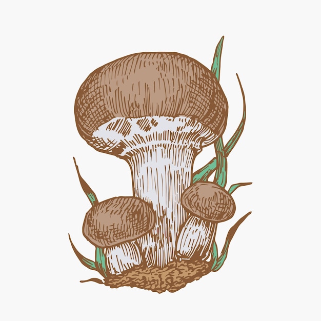 Hand Drawn Champignons Mushrooms Abstract Color Illustration Fungus Group Engraved Vector Drawing Isolated