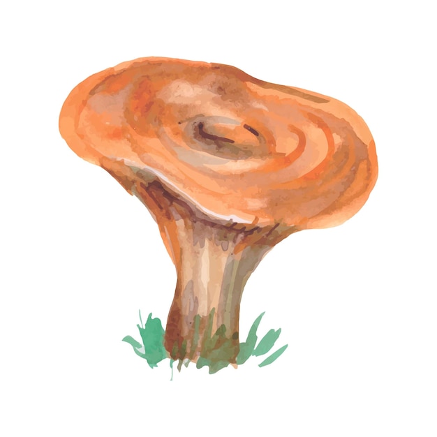 Hand-drawn chanterelles mushrooms watercolor illustration. Vector illustration.