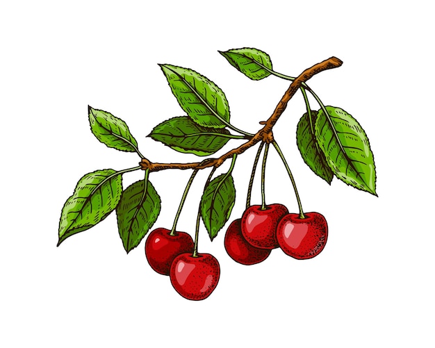 Hand drawn cherry branch with red berries and leaves isolated on white Vector illustration