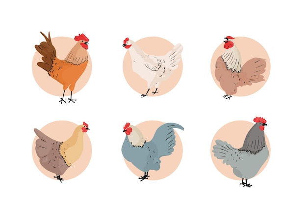 hand drawn chicken collection