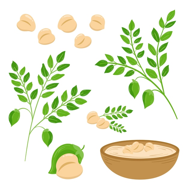 Hand-drawn chickpea beans and plant illustration