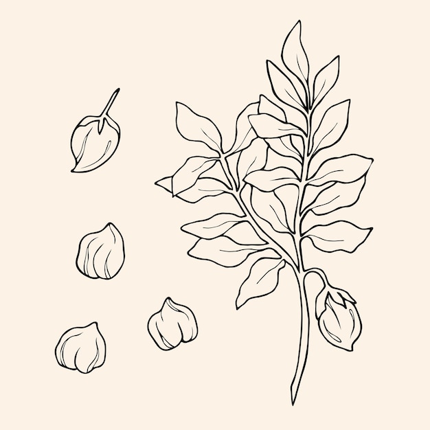 Hand drawn chickpea illustration