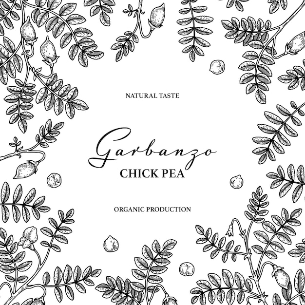 Hand drawn chickpeas botany background Vector illustration in sketch style Packaging design