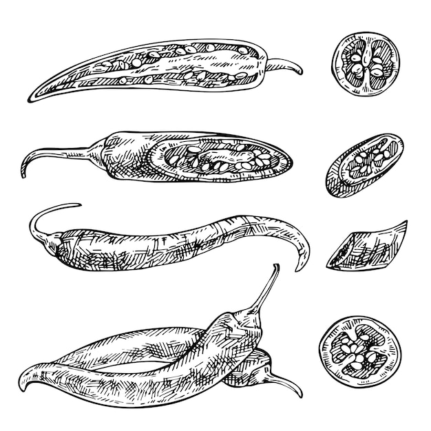 Hand drawn chilli pepper. Sketch Ripe and sliced peppers. Food vintage illustration.