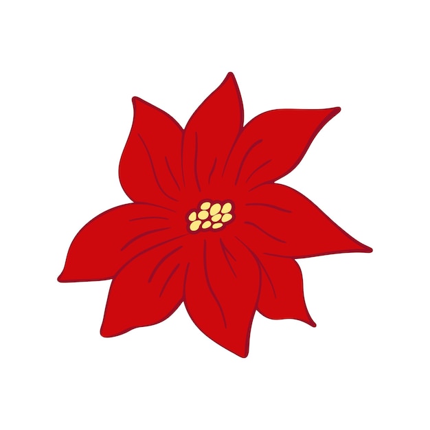 Hand drawn Christmas poinsettia. Christmas red flower. Vector doodle sketch illustration isolated on white background.