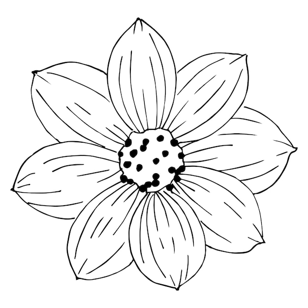 Hand drawn chrysanthemum