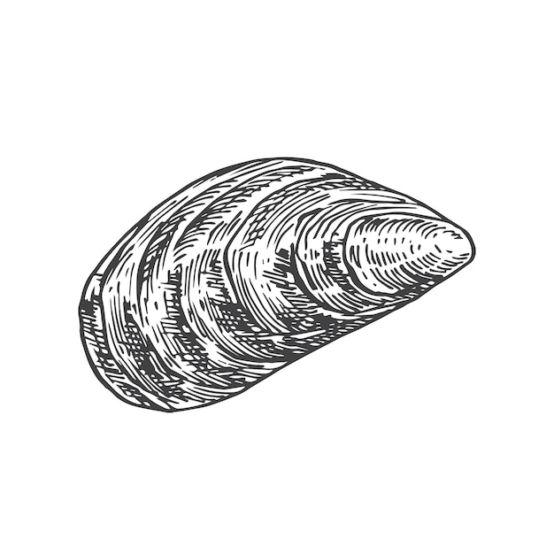 Hand Drawn Closed Mussel Shell Vector Illustration. Abstract Seafood Sketch. Mollusk Engraving Style Drawing. Isolated.