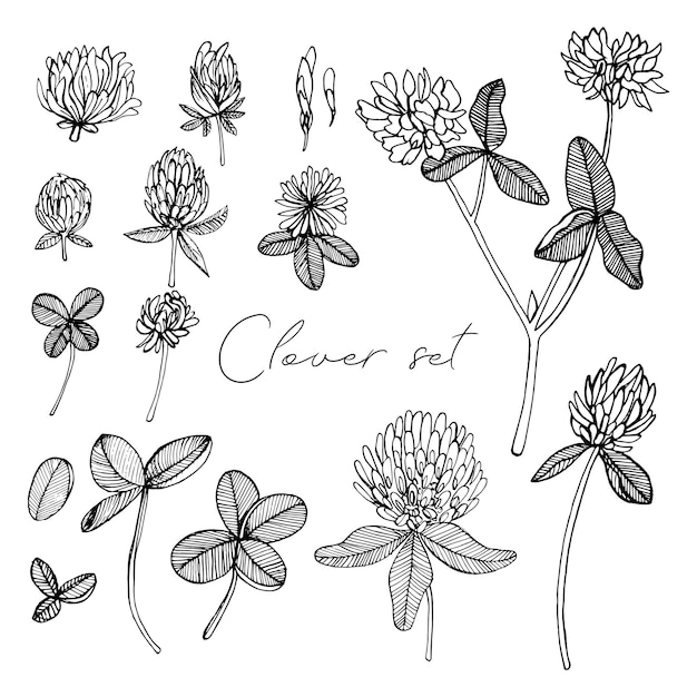 Hand-drawn Clover set. Black on white. Decoration flower elements. Vector illustration