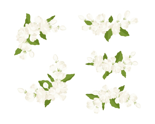 Hand drawn collection of jasmine flower illustration