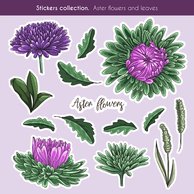 Hand drawn color sticker collection of aster flowers and leaves. Detail botanic illustration in hand drawn style.