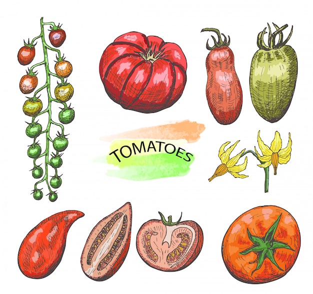 Hand drawn colored tomatoes set isolated on white.