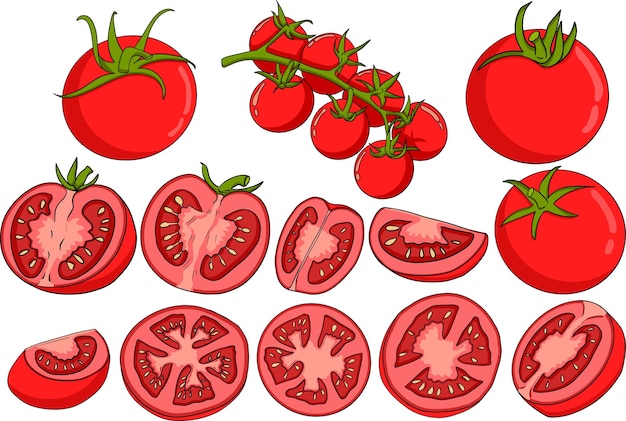 Hand drawn colorful red tomato