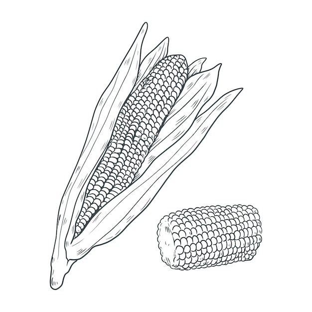 Hand drawn corn on the cob drawing illustration