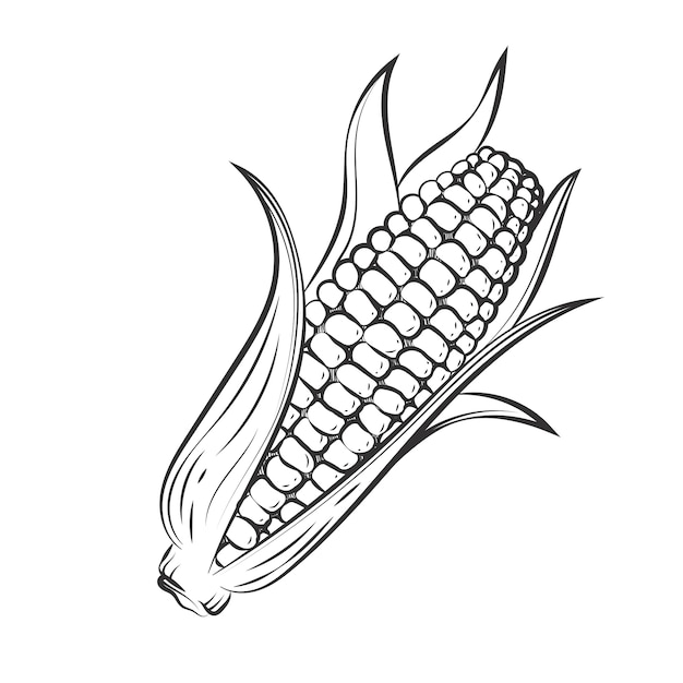 Hand drawn corn on the cob drawing illustration