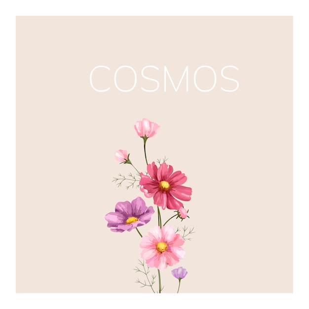 Vector hand drawn cosmos flower illustration