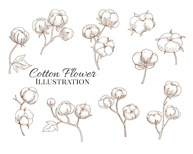 Hand Drawn Cotton Flower Illustration