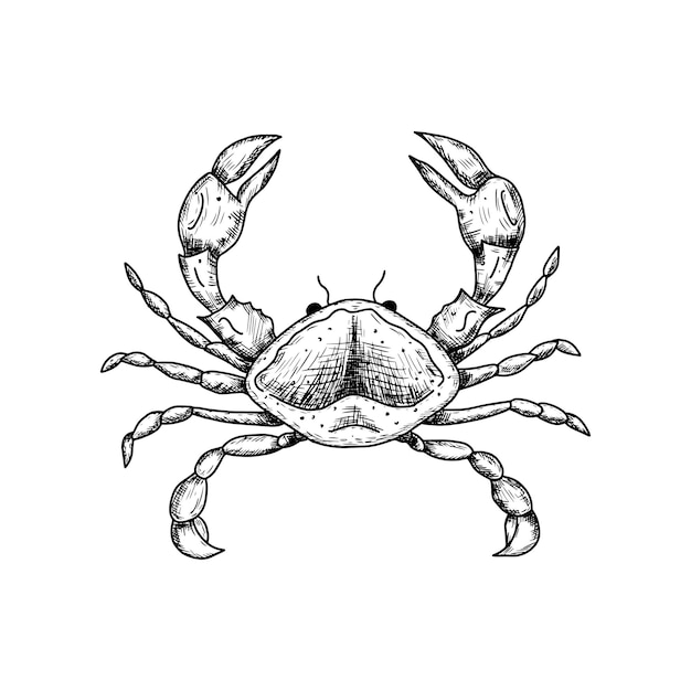 Vector hand drawn crab underwater world vector illustration isolated on white background