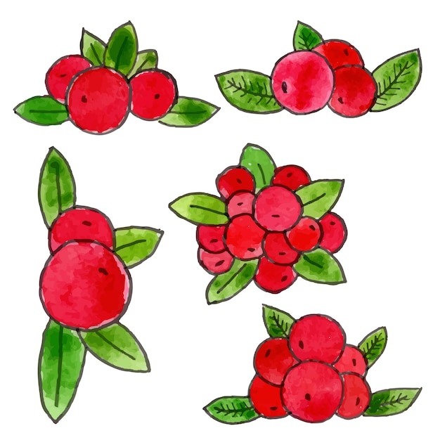 Hand drawn cranberries and leaves