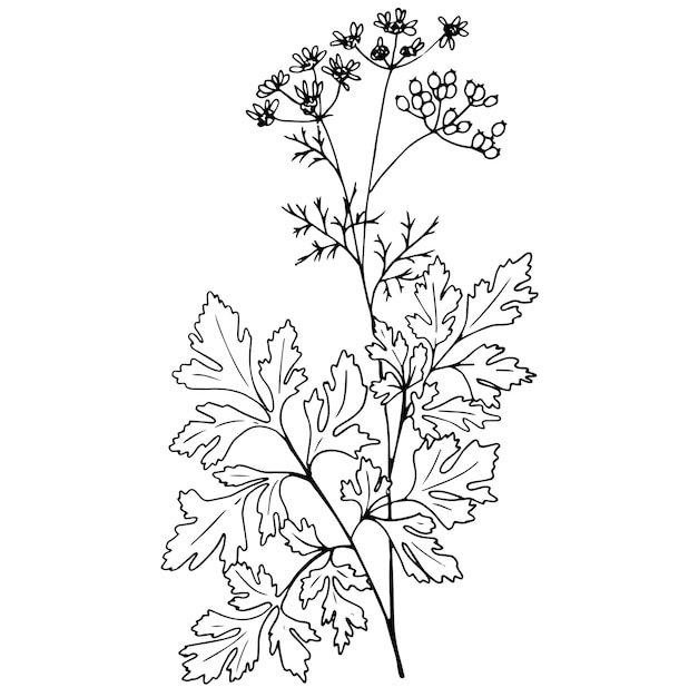 Hand drawn cumin plant