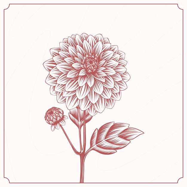 Vector hand drawn dahlia drawing illustration