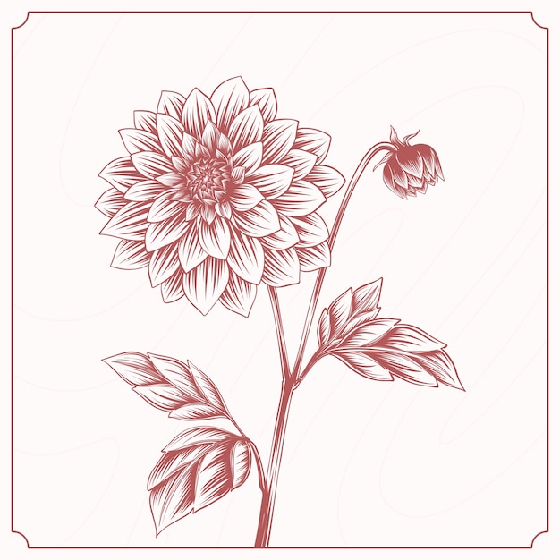 Hand drawn dahlia drawing illustration