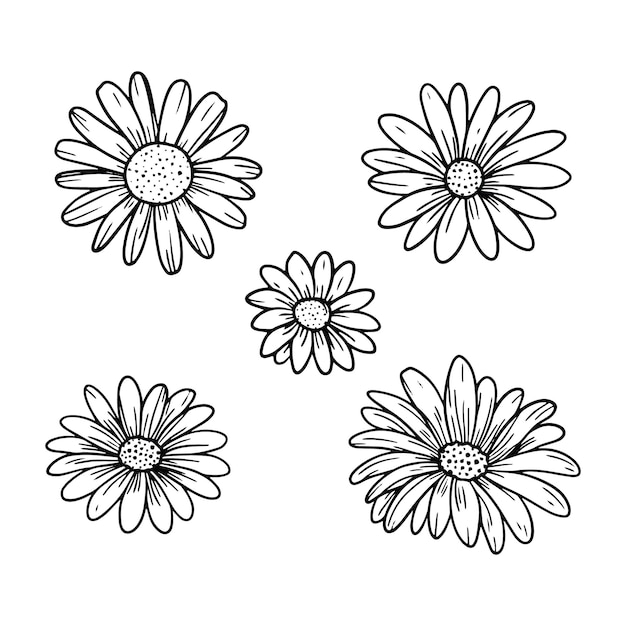 Vector hand drawn daisy outline illustration