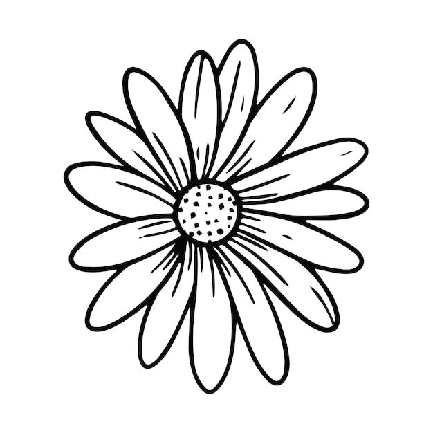 Hand drawn daisy outline illustration