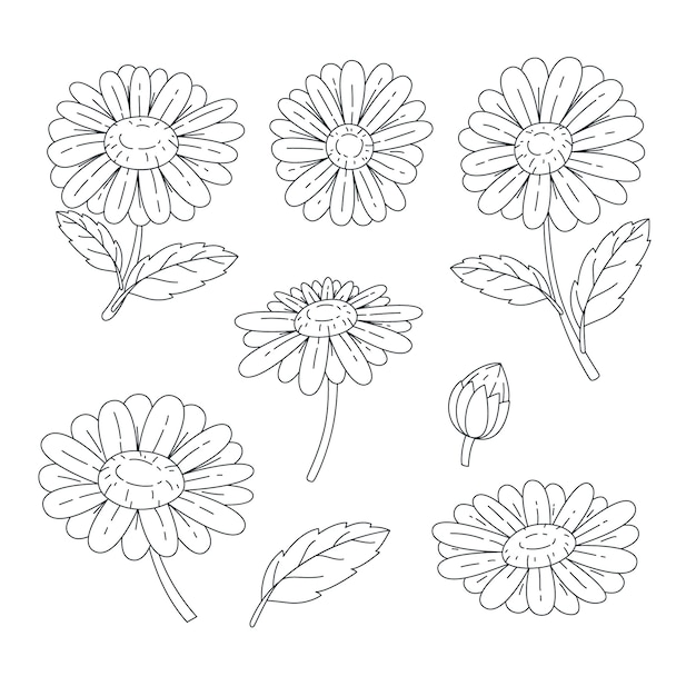 Hand drawn daisy outline illustration