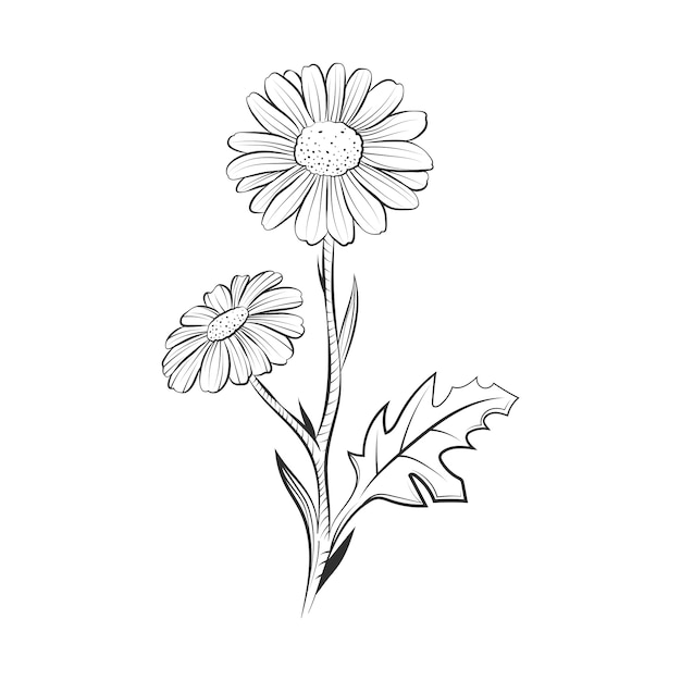 Vector hand drawn daisy outline illustration