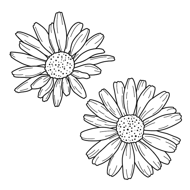 Hand drawn daisy sketch. Vector outline illustration with flowers Chamomile.