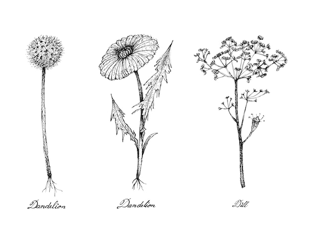 Hand Drawn of Dandelion and Dill Plants