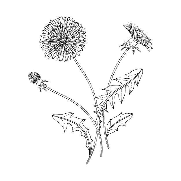 Hand drawn dandelion floral illustration with line art on white backgrounds.