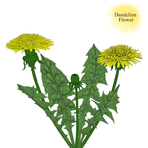 Vector hand-drawn dandelion flower