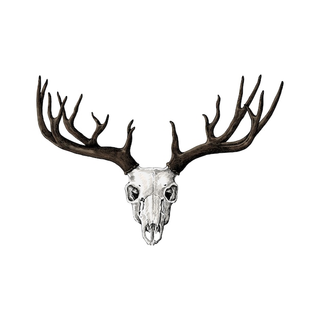 Hand drawn deer antler isolated