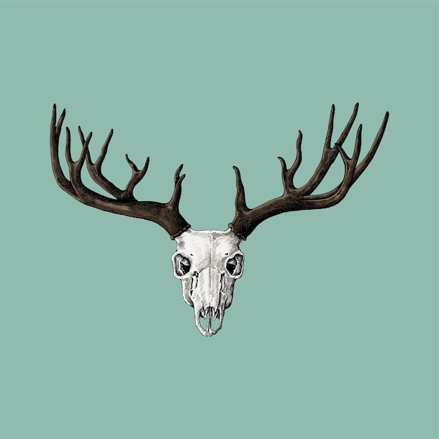 Hand drawn deer antler isolated