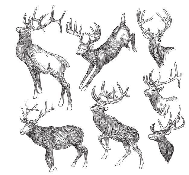 Vector hand drawn deer collection black and white hand drawing sketch