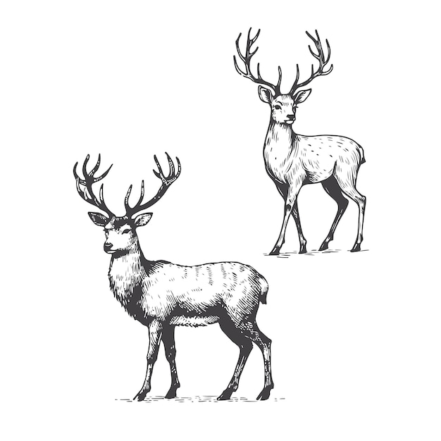 Vector hand drawn deer illustration