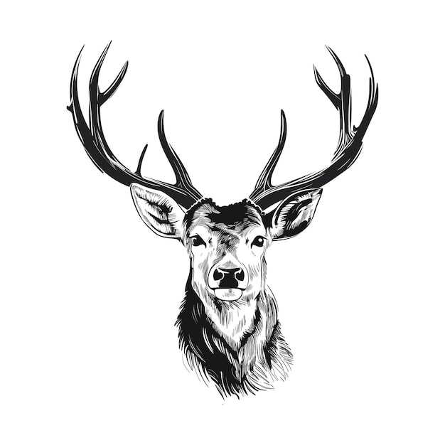 Hand drawn Deer sketch vector illustration