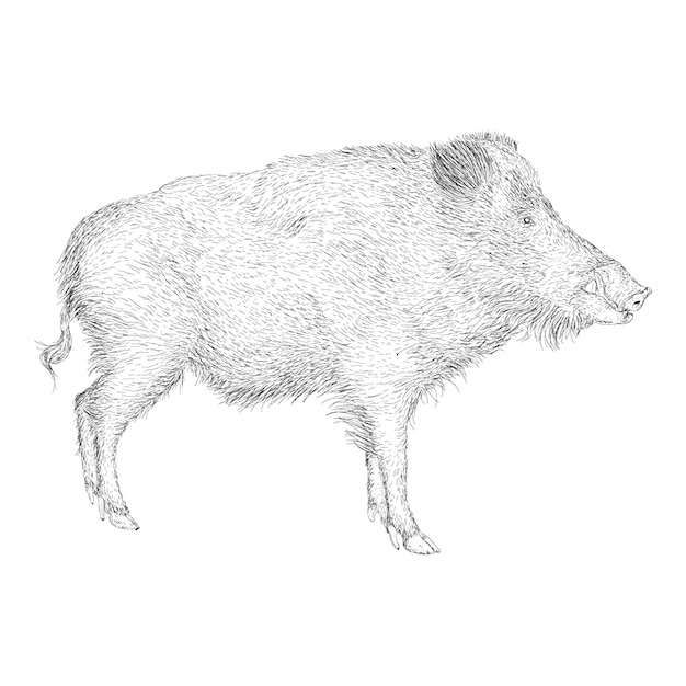 Hand drawn design of pig illustration 