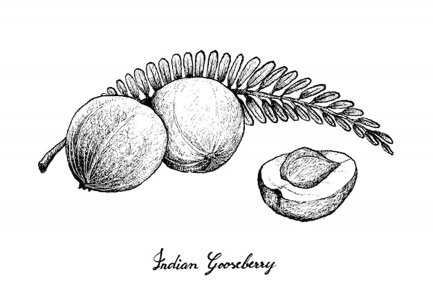 Hand Drawn of dian Gooseberry  