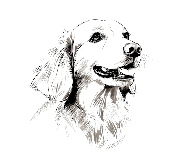 Hand drawn dog sketch illustration